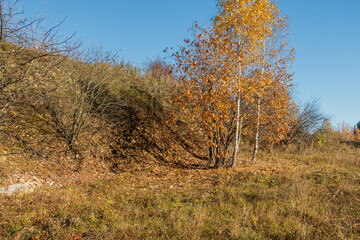 Autumn landscape, colorful forest view on a sunny day.