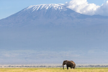African elephant walks across the grassland of Amboseli National park, Kenya. A snow covered Mount...
