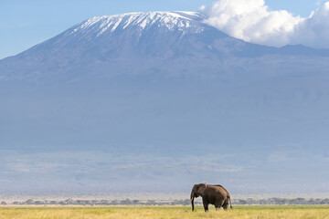 Fototapeta premium African elephant walks across the grassland of Amboseli National park, Kenya. A snow covered Mount Kilimajaro can be seen in the background.