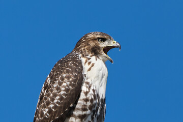 Red-Tailed Hawk on a clear sunny morning