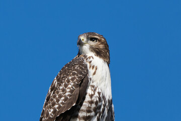 Red-Tailed Hawk on a clear sunny morning