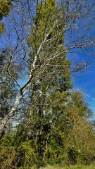 ARBRE BORD DU RHÔNE AUTOMNE SABLONS ISÈRE