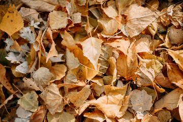 autumn leaves on the ground