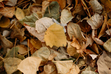 bunch of dry yellow autumn leaves