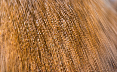 Fox fur close up. Redhead animal fur background, fur pile texture. Eco-wool, eco-leather artificial fur.
