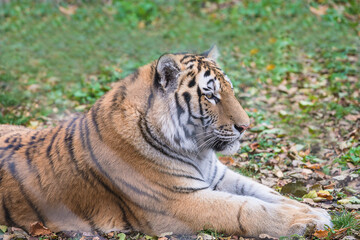 Siberian tiger liying on the grass; close up, chinese zodiac
