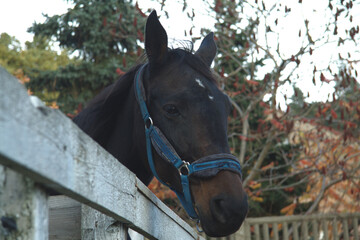 Koń o imieniu Erminia ogłowie kobyła © Rafa