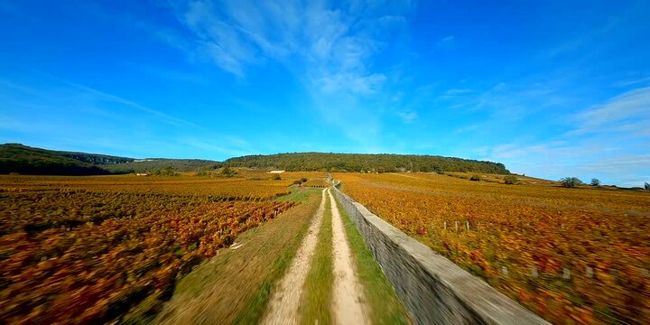 Vignoble bourguignon en automne