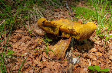 Xerócomus mushroom in the middle of the dry leaves. Autumn background.