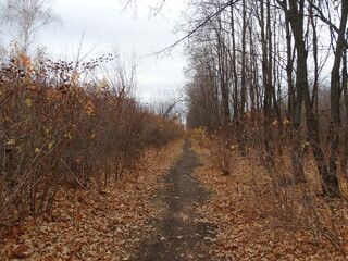 Fototapeta premium path in autumn forest