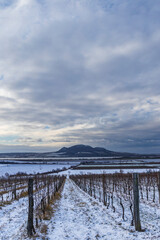 Winter vineyards under Palava near Sonberk, South Moravia, Czech Republic