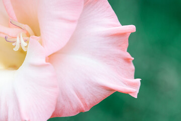 Delicate pink gladiolus flower petal close-up. Pink floral background - obrazy, fototapety, plakaty