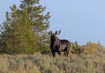 Bull Shiras Moose During the Fall Rut in Wyoming
