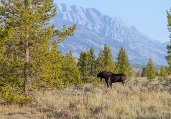 Fototapeta na wymiar Bull Shiras Moose During the Fall Rut in Wyoming