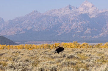 Bull Shiras Moose During the Fall Rut in Wyoming