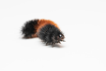 Woolly bear caterpillar crawlingt on a white background