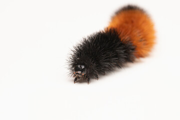 Woolly bear caterpillar on a white background
