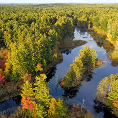 Aerial view of a forest in the fall season.