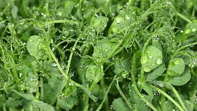 Watering green peas microgreen sprouts