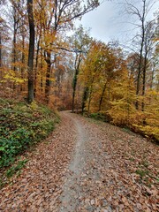 Fototapeta premium ein weg durch den herbst