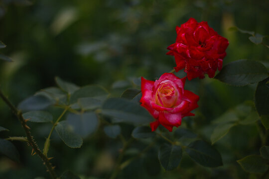 Closeup shot of blooming red roses in a par