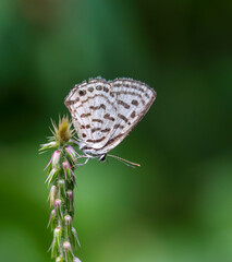 Castalius rosimon, the common Pierrot, is a small butterfly found in India that belongs to the...
