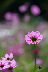 pink cosmos flower