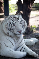 Fototapeta na wymiar white tiger in the zoo