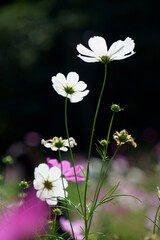 flowers on the water