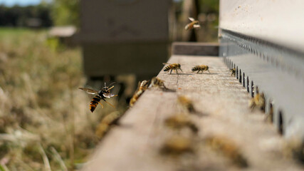 Frelon asiatique devant une ruche