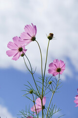 pink cosmos flower