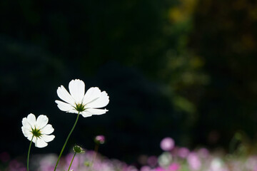 flowers in the garden