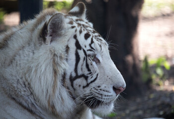 white bengal tiger