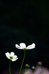 white flower on black background