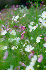 daisies in a meadow