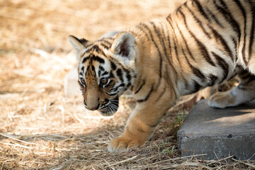baby tiger