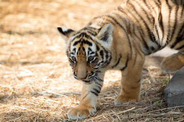 baby tiger