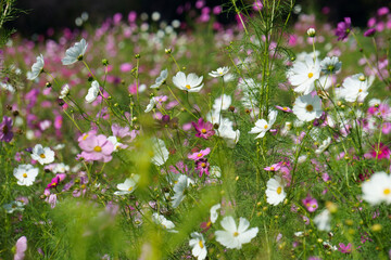 field of flowers