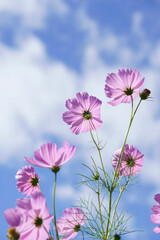 pink cosmos flowers