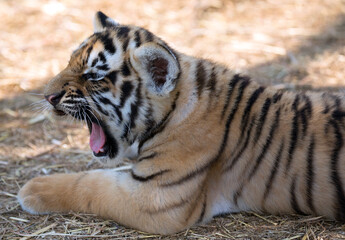 tiger symbol of the new year 2022