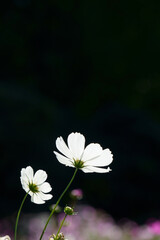 white flower on black background