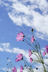 flowers against sky
