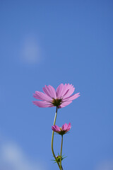 pink flower against blue sky