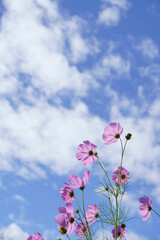 pink flowers against blue sky