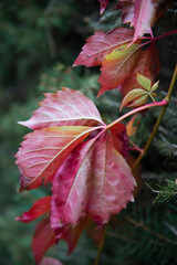 Szkarłatne liście winobluszczu pięciolistkowego na tle gałązek drzewa iglastego