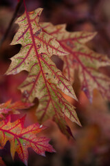 Jesienny liść dębu czerwonego - obrazy, fototapety, plakaty