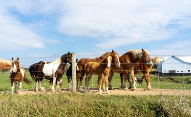 horses