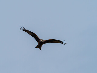 Seeadler