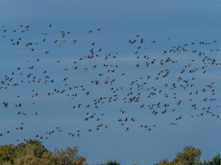 Gänse