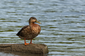 Juvenile Female Mallard on a Log